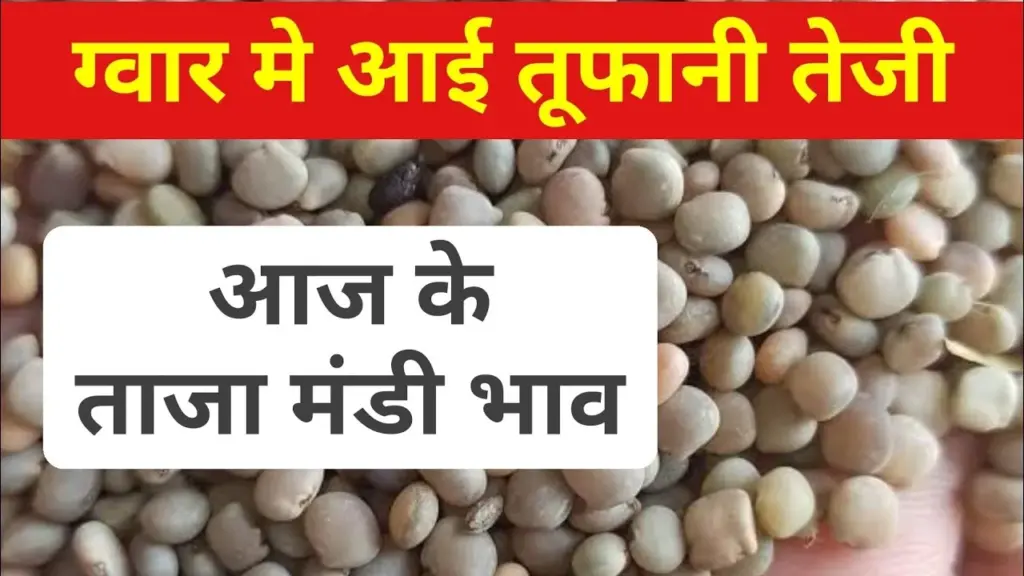 Guar Mandi Bhav Today: ग्वार के भाव में आई तूफानी तेजी, यहाँ से चेक करें आज का ताजा मंडी भाव!