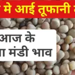 Guar Mandi Bhav Today: ग्वार के भाव में आई तूफानी तेजी, यहाँ से चेक करें आज का ताजा मंडी भाव!